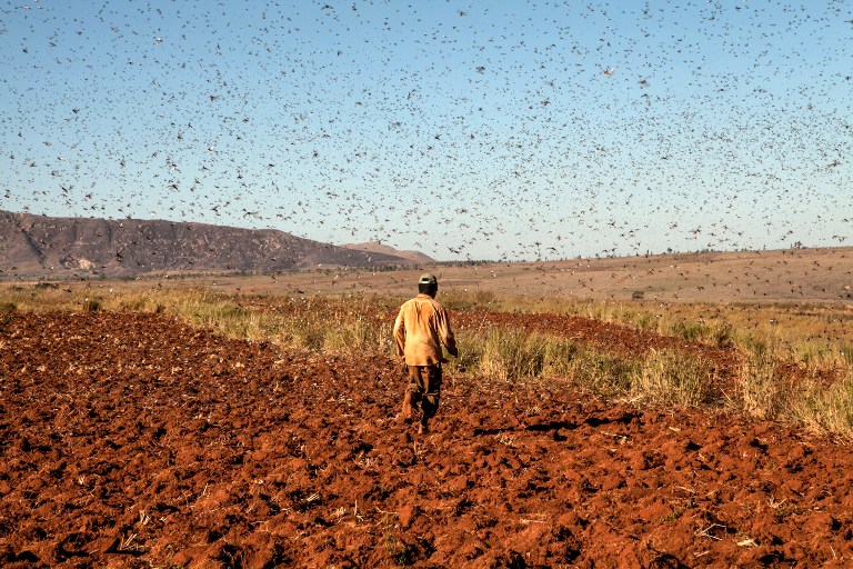 A farmer protects his rice field from locusts by chasing away them with reeds at Amparihibe village