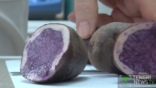 Kazakh-bred diet potatoes: New healthy alternative