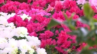 Flower boom in Kazakhstan: Spring is in the air