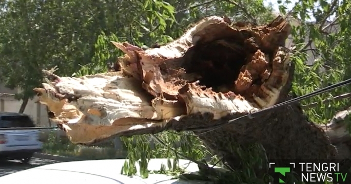 Windstorm uproots tree, kills zookeeper in Shymkent