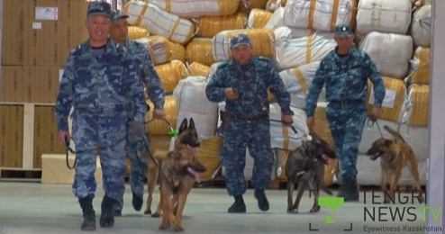 American trainer brings 4 dogs to detect saiga horns in Kazakhstan