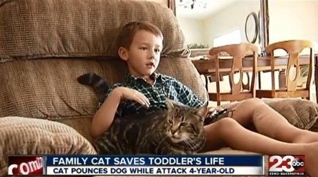 Cat saves 4-yo boy from dog attack