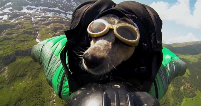 When Dogs Fly: Dog jumps off cliff with its owner