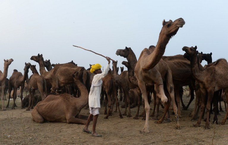 India Camel