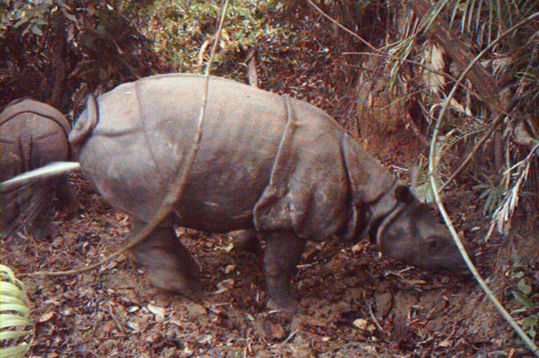 This handout picture recently released by Ujung Kulon National Park to AFP and taken in 2012 shows two rhinos at Indonesia's Ujung Kulon National Park. 