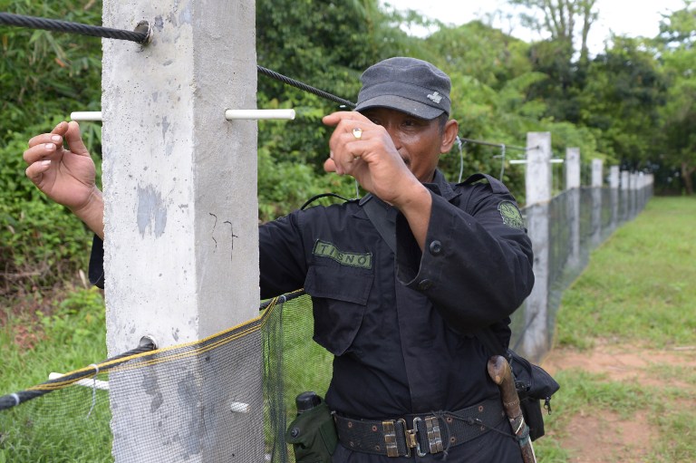 This picture taken on November 16, 2013 shows a member of the JRSCA (Javan Rhino Study and Conservation Area) showing how electical fencing will be put up to protect rhinos and other animals walking out from the forest at the Ujung Kulon National Park in Indonesia's Banten province. 