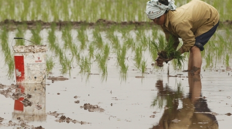 A farmer plants rice on a paddy field. ©Reuters 