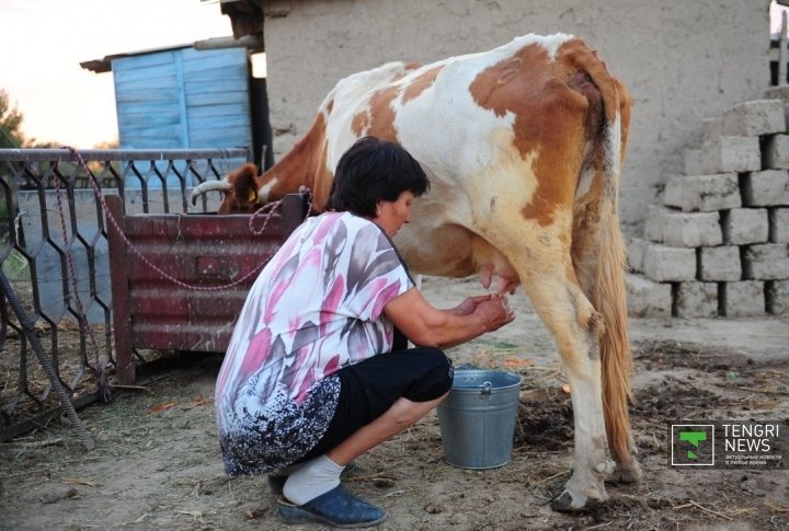 Village resident begins her morning with milking a cow. ©Nurgisa Yeleubekov