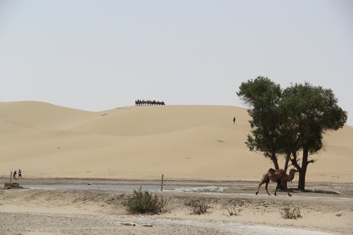 Overcoming nearly 100 kilometers from the city of Korla, the expedition members moved to the northern part of Taklimakan Desert to the site of an ancient village on the shore of Lop Nor lake. ©Ordenbek Mazbayev