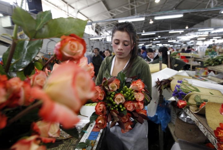 A worker prepares roses for export before the upcoming Valentines Day, at Elite greenhouse in Facatativa. ©REUTERS/Jose Gomez