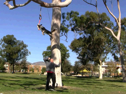Unbelievable tricks performed by Border Collie