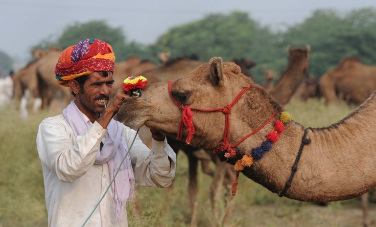 India Camel