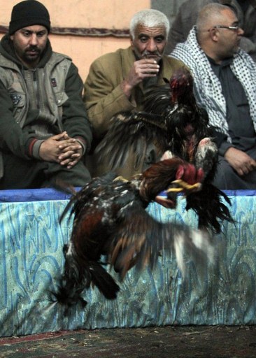 Iraqi citizens watch a battle between two cocks. ©AFP