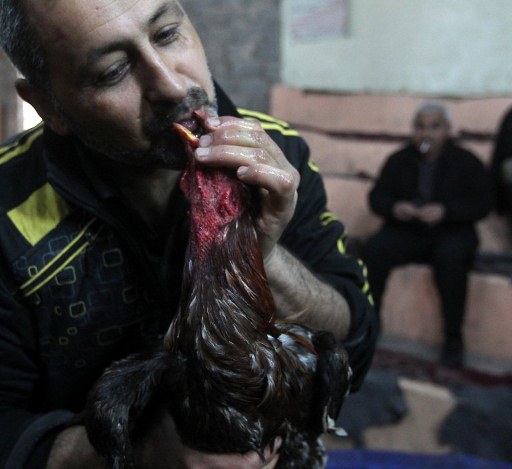 A coach holds a rooster after a cock fight. ©AFP