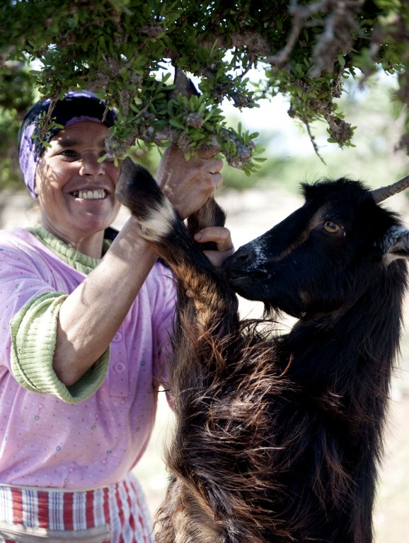 A goat jumps up as a woman collects the nuts of the Argan tree. ©AFP