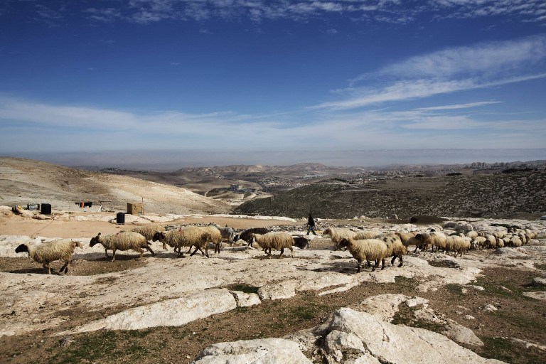 A Bedouin man and sheep walk at a camp. ©AFP