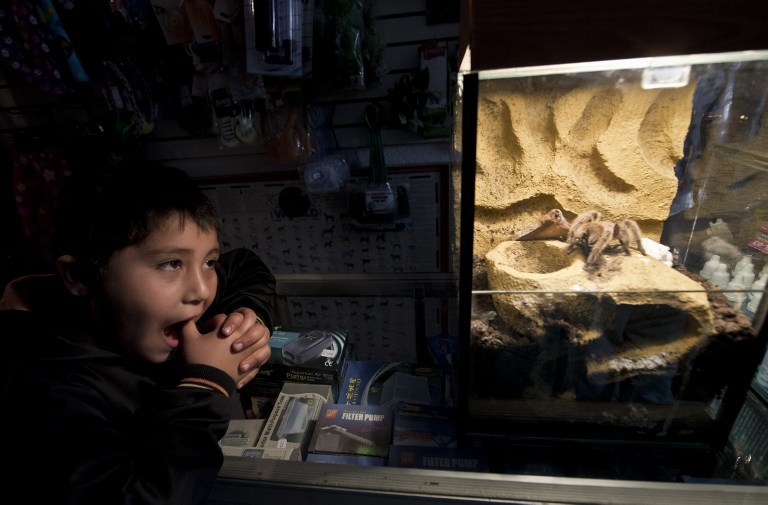 A child watches a spider for sale at an exotic animals shop in Batuco. ©AFP