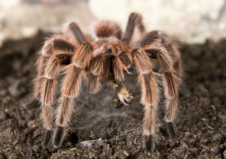 A spider, one of the around 5,000 bred at a spider farm in Batuco. ©AFP