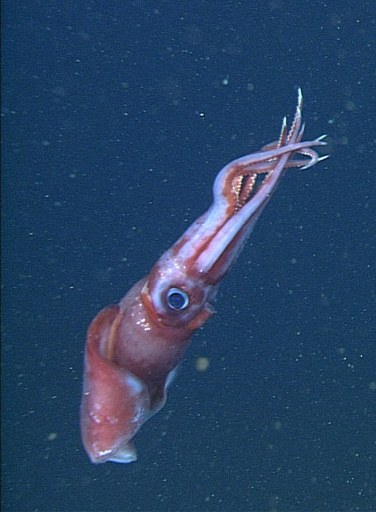 A female Octopoteuthis deletron in the water. ©AFP 