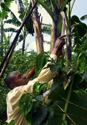 Luis Ntiricakeza hacking at the trunk of one of his banana trees with a small, rusty machete at his farm in Sakara Village, Eastern Rwanda. ©AFP