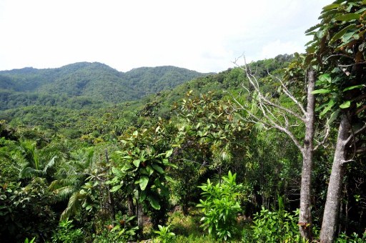 View of Vallee de Mai forest. © AFP