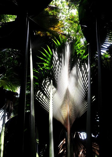 View of Ravinala trees (Ravenala madagascariensis) in the Vallee de Mai forest. ©AFP