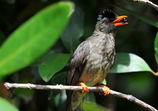 A Seychelles Bulbul (Hypsipetes crassirostris) sits on a branch at the Vallee de Mai natural reserve. ©AFP