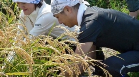 People harvesting organically grown rice to brew Japanese sake, or rice wine, helping a small Japanese brewery in the city of Aizu-Wakamatsu. ©AFP 