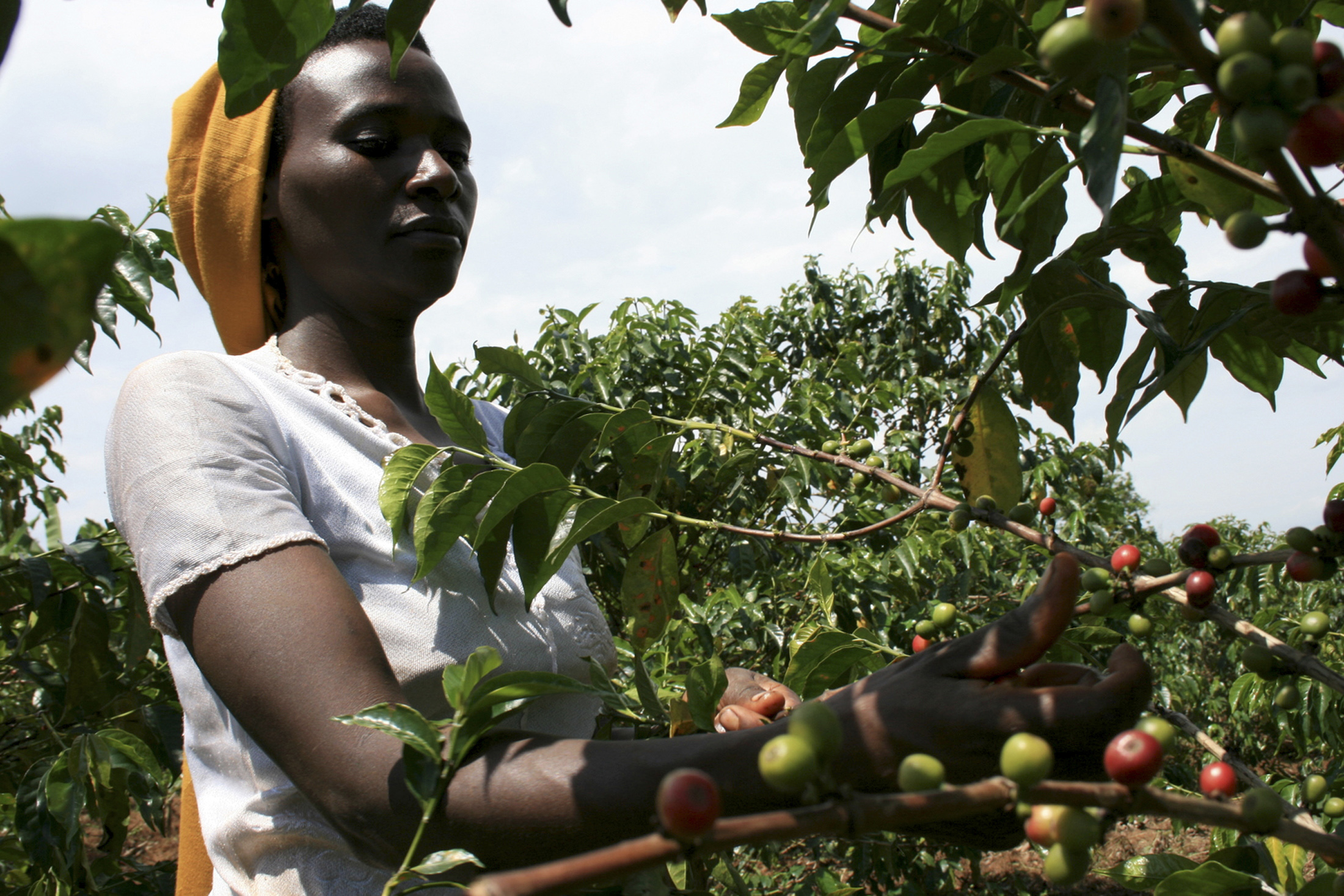 A farmer picks coffee bean cherries in the outskirts of the capital Kigali Rwanda. ©REUTERS