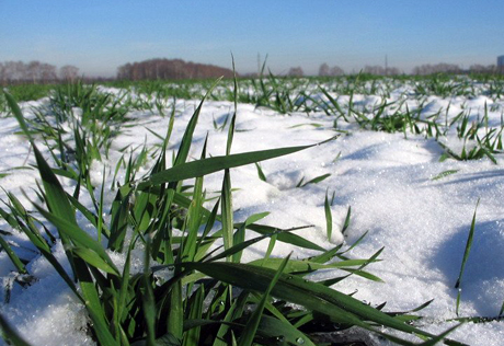 Freezing temperatures hurt crops in Kazakhstan 