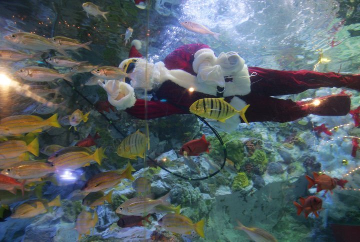 A Sunshine Aquarium employee dressed in Santa Claus costume swims with fish in the aquarium in Tokyo. ©Reuters/Toshiyuki Aizawa 