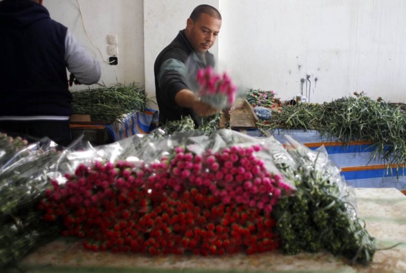 Palentinian farmer gathers flowers for sale ahead of the Valentines Day in southern Gaza Strip. ©Reuters