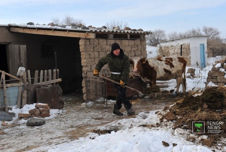 Cleaning the barn. ©Nurgisa Yeleubekov