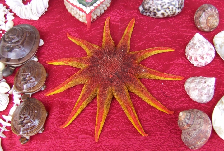 There are no starfish in Issyk Kul. It is brought from China. ©Roza Yesenkulova