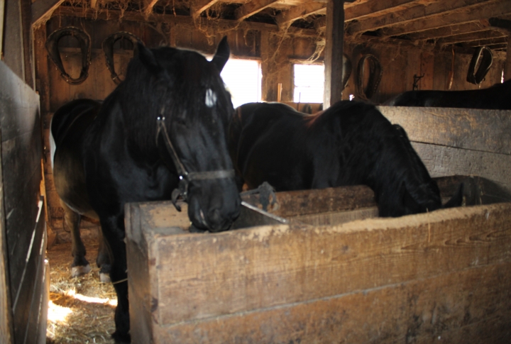 Horses supplied power to operate the farm machinery needed to raise crops of hay, oats and corn
