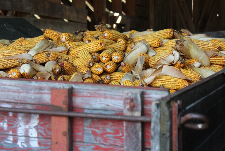 In 1998, for example, Iowa raised more than 1.7 billion bushels of corn