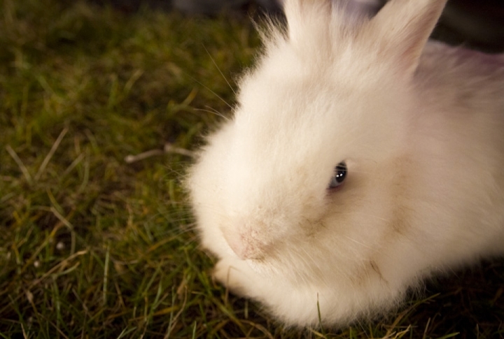 The Rabbit! Photo by Vladimir Dmitriyev©