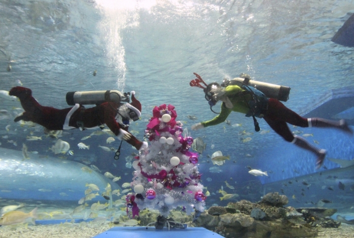 A Christmas tree inside a huge aquarium in the Manila Ocean Park, the Philippines. ©REUTERS\Romeo Ranoco
