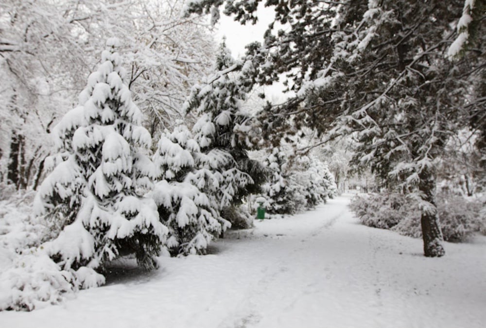 Trees covered with snow in the park behind Kazakh-British Technical University. ©Tengrinews.kz