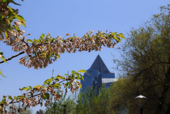 A blossoming branch with Nurly-Tau business center in the background. Photo by Yaroslav Radlovskiy©