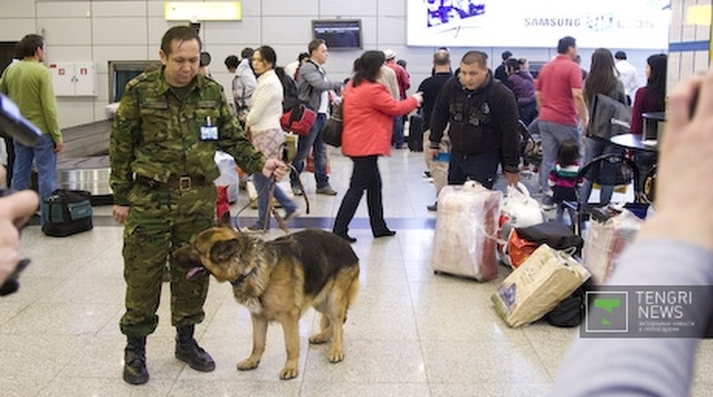 A dog searching for drugs in airport terminal. ©Maria Andreyeva
