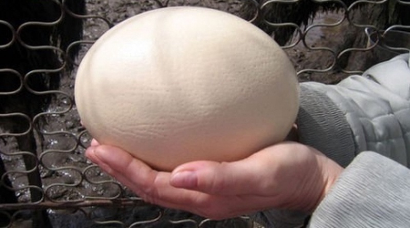 Ostrich egg. Photo courtesy of ami-tass.ru