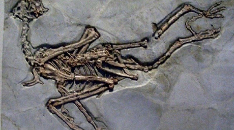 Petrean Archaeopteryx. Photo courtesy of diary.ru