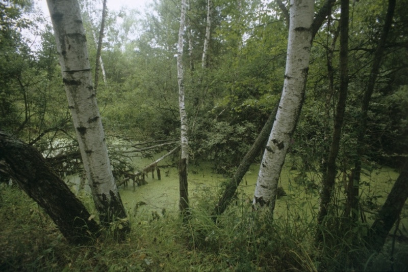 The birch trees. ©RIA Novosti