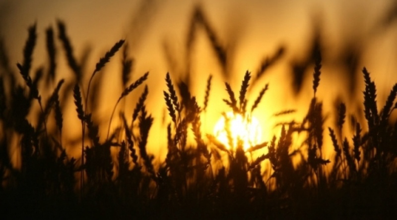 A field of wheat.  ©RIA Novosti/Aleksandr Kryazhev