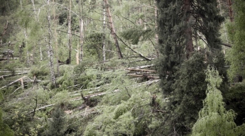 Fallen trees in Medeu gorge. ©Vladimir Dmitriyev