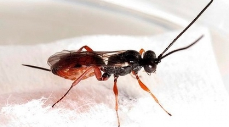 Mastrus Wasp. Photo courtesy of theage.com.au