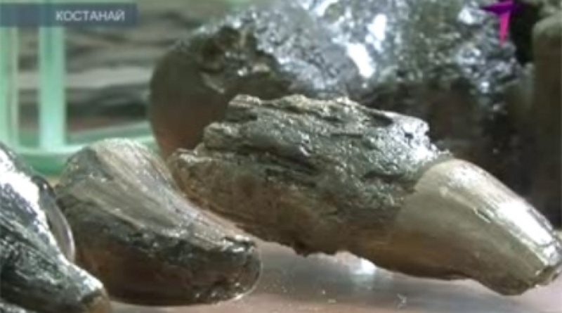 The remains of prehistoric animals that were found in Kostanay coal mine. The 7TV channel snapshot