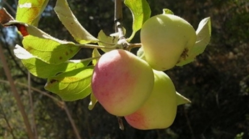 Málus siéversii apple tree. Photo courtesy of kloop.kz