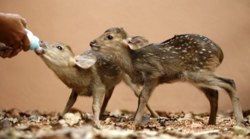 Baby deers. ©REUTERS